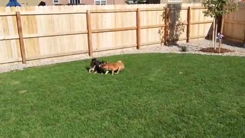 Shiba speeds