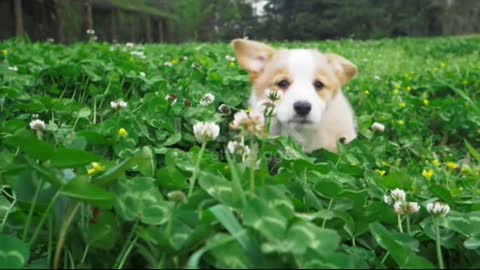 Funny Cute Puppy 🐶 Jumping Through Clover 🥰 and grass