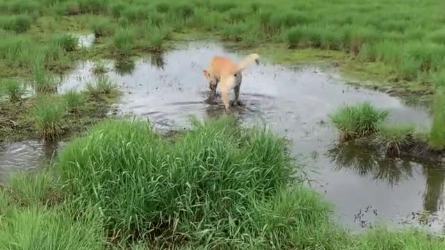 Pup_can't_resist_rolling_around_in_the_mud