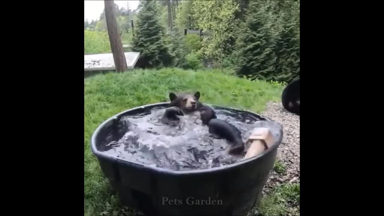 Compilação de Animais Fofinhos e Animais Engraçados # 137 💗 Jardim de Animais de Estimação