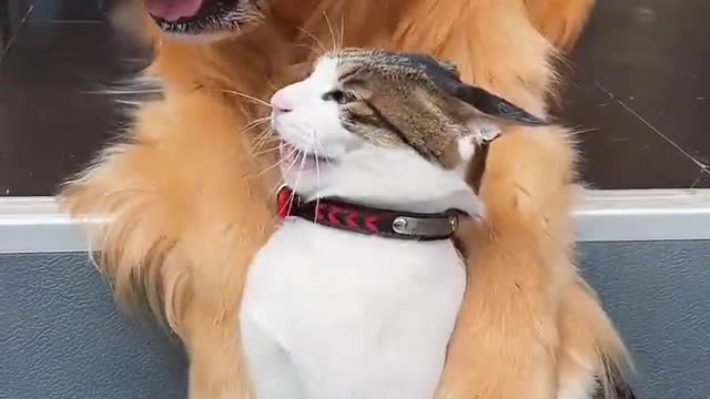 Pets debut program