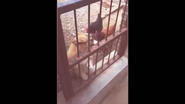 Cute Dog Fight | The dog was thinking that he...