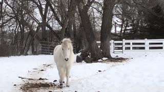 Excited Herd of Icelandic Horses comes roaring in!