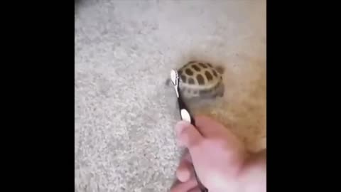 dancing turtle cute