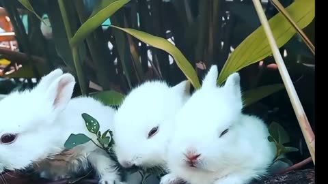 Rabbit Relaxing and funny sweet Moment