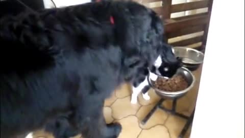 Newfoundland dog and a cat