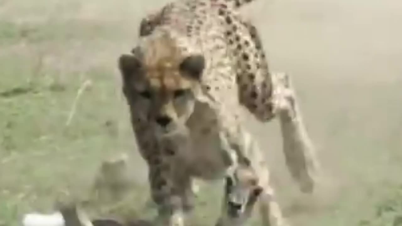 cheetah speed