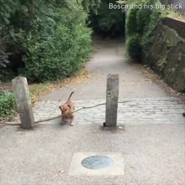 bosco and his big stick