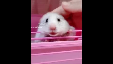 soooooo cute - baby animals compilation :)