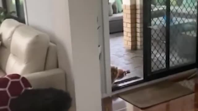 Wow, what a cute puppy