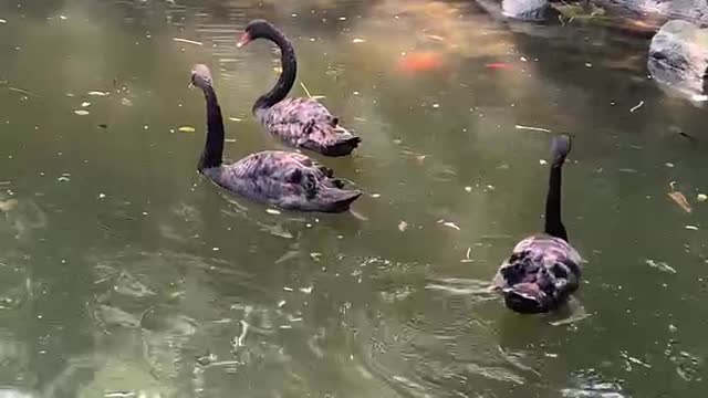 A flock of black geese playing in the water