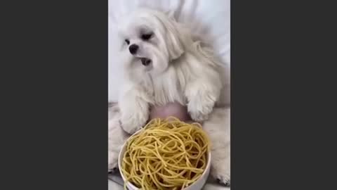 Dog eating pasta