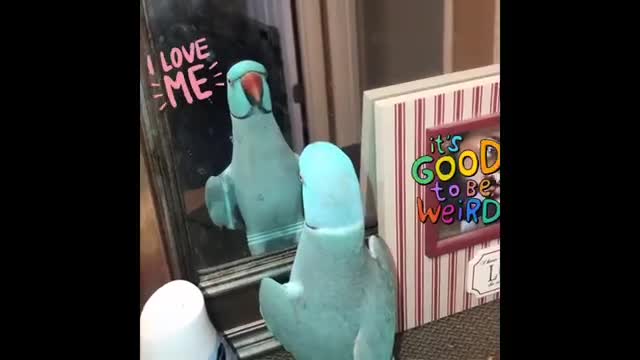 Watch these lovely parrot video compilation.