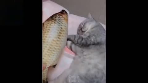 Funny Pet Sleeping With Fish |funny animal videos try not to laugh | Pets Funny Videos.