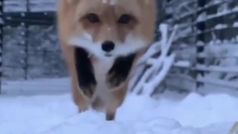 Cute Fox