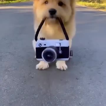 Tommy went for a walk with his boss and took his owner's camera and started taking photos.