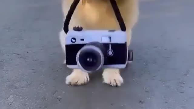 Tommy went for a walk with his boss and took his owner's camera and started taking photos.