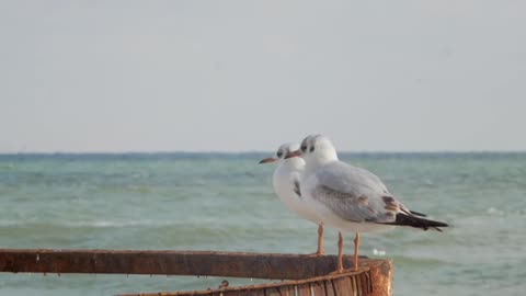 Two Seagulls Standing On A Rusty Construction