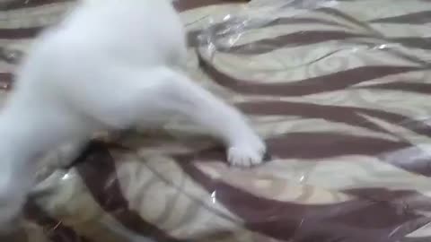 Adorable cat playing