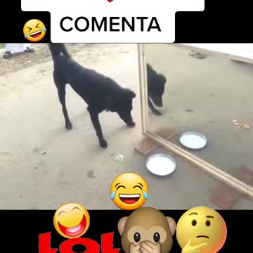 Funny dog scary from mirror