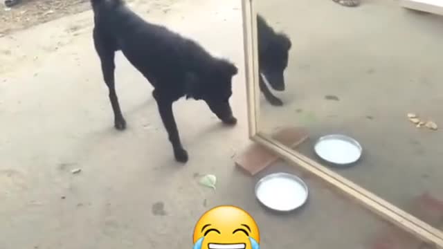 Funny dog scary from mirror