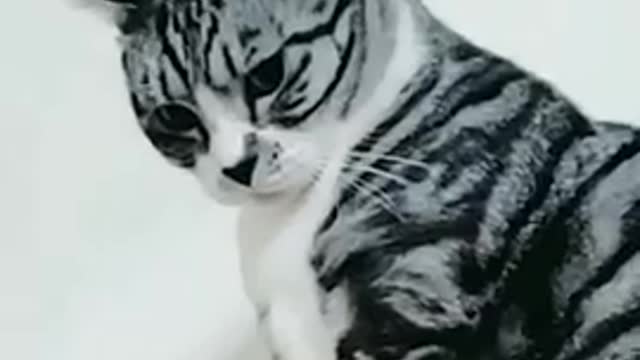 Fighting cat so funny 🤣