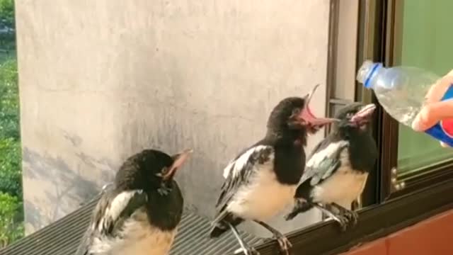 birds drinking water in human hand