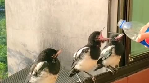 birds drinking water in human hand