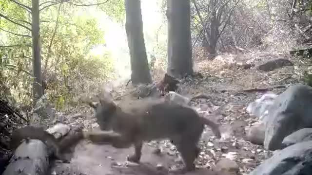 Lynx fights one of the most dangerous snakes in the world