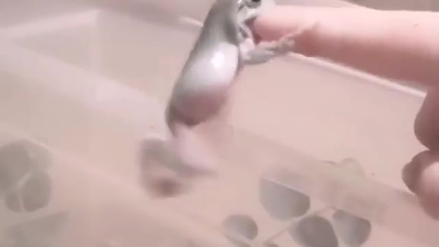 Frog Wants That Finger