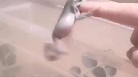 Frog Wants That Finger