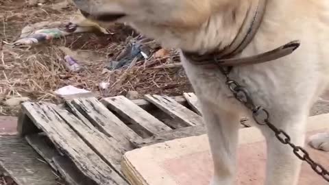 Snack-eating puppy