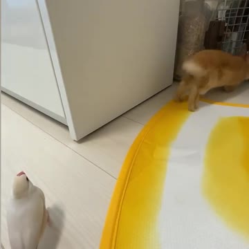 The bird loves the rabbit. Look what he's doing.
