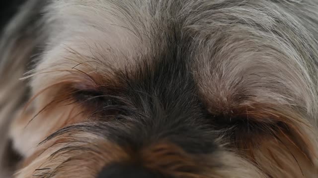 Video of a Sleepy Dog