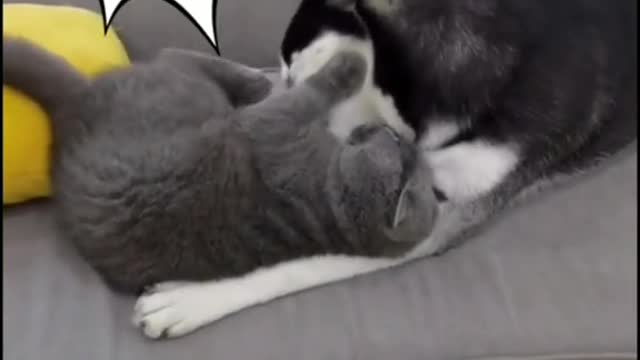 Who is the winner between cat and dog?