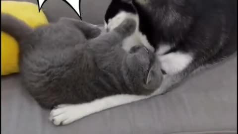 Who is the winner between cat and dog?