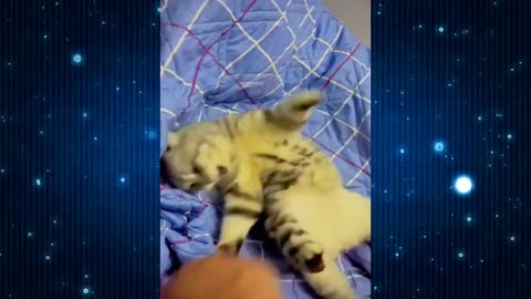 New 2024 Funny Cats Dogs Video