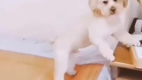 Smart dog training [step by step]