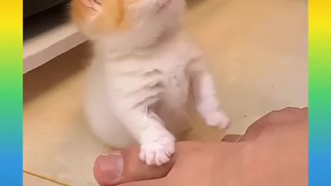 Cats and dogs funny videos