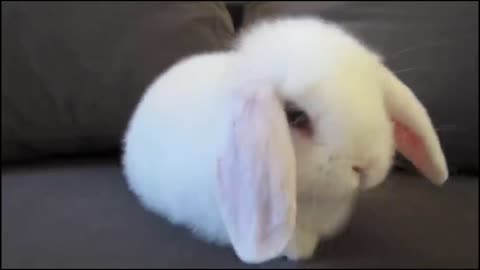 Cute Bunny Washing Her Face.
