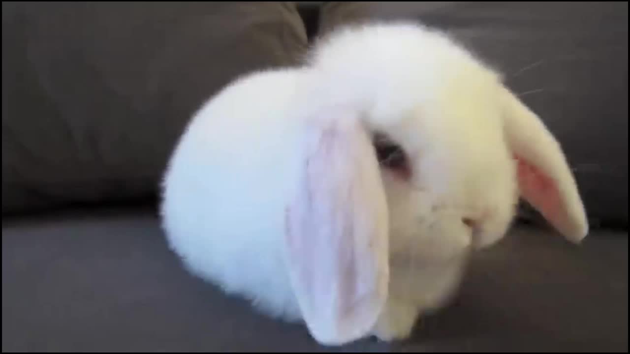 Cute Bunny Washing Her Face.