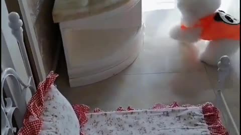 A small white dog playing funny