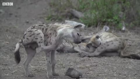 Top 5 Best Animal Mothers | BBC Earth
