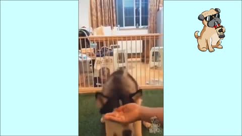Try Not to Laugh - Puppies Edition #3