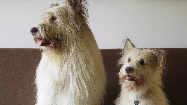 dogs-sitting-on-a-couch