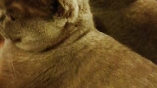 Cat licks the owner's head