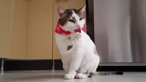 Funny cat video is viral