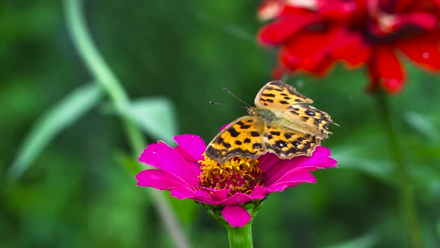 Beautiful yellow butterfly with pink rose - the world of butterflies - the world of animals