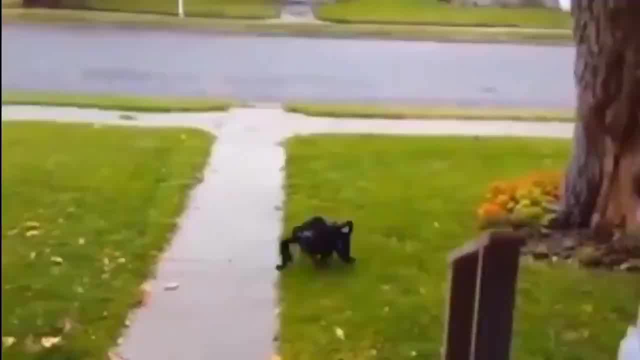 Funny spider costume for your dog