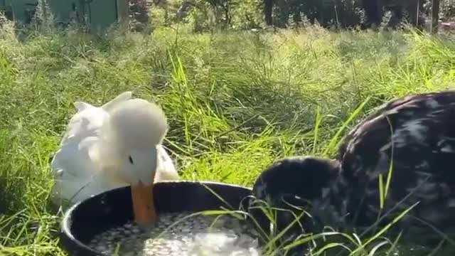 dusty and otter duck part-9